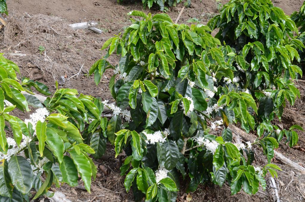 Cabinas Capulin & Farm Monteverde Екстериор снимка