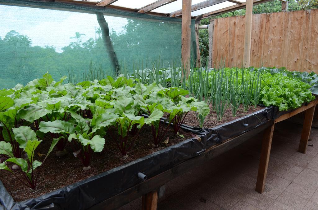 Cabinas Capulin & Farm Monteverde Екстериор снимка